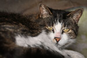 What Is a Yellow Eyed Cat Breed - Featured image