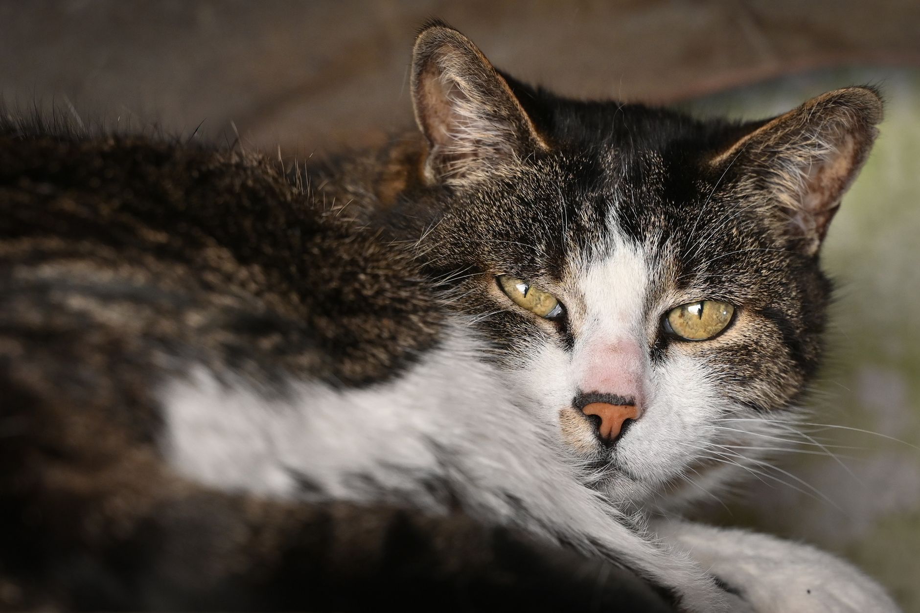What Is a Yellow Eyed Cat Breed - Featured image