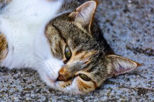 Why Cats Avoid the Litter Box: 6 Common Causes and Fixes - Featured image