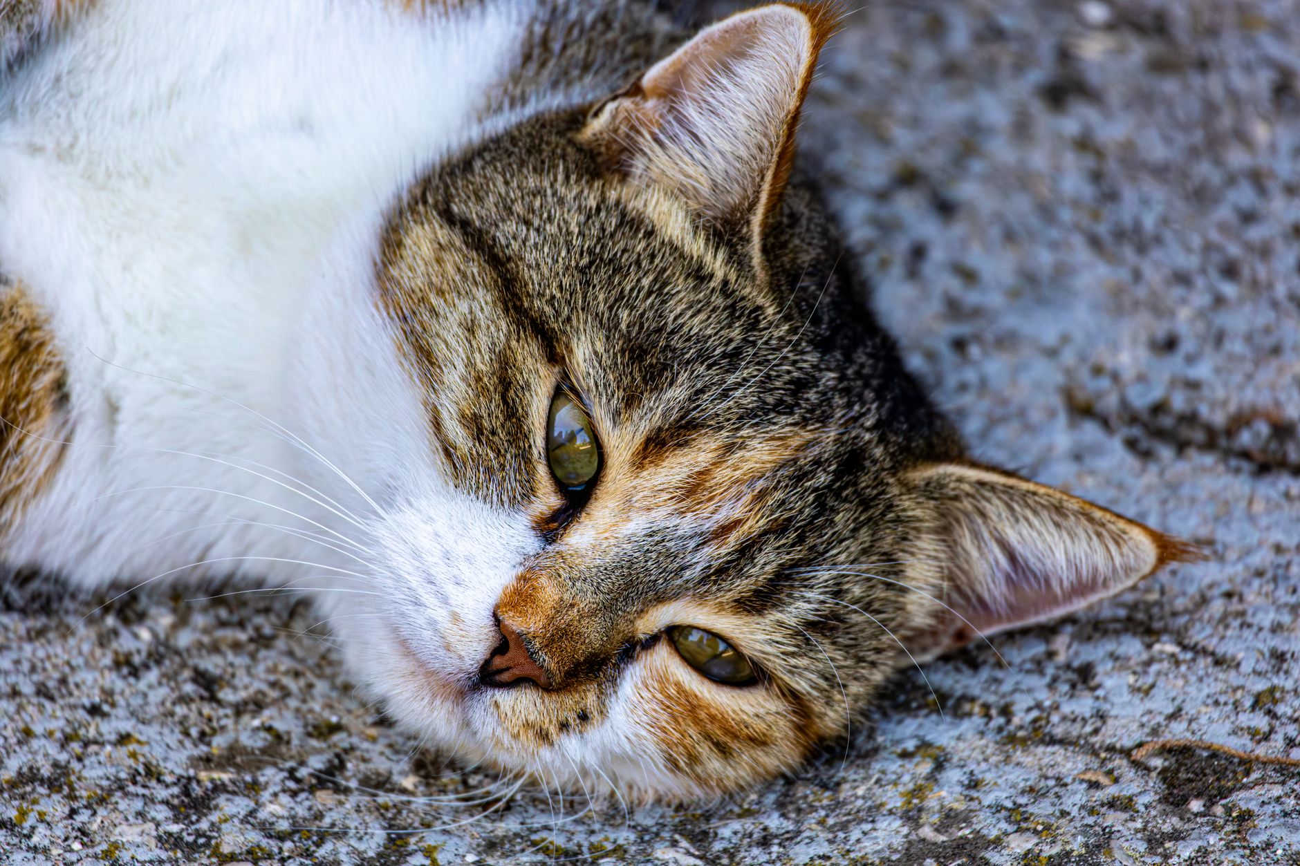 Why Cats Avoid the Litter Box: 6 Common Causes and Fixes - Featured image