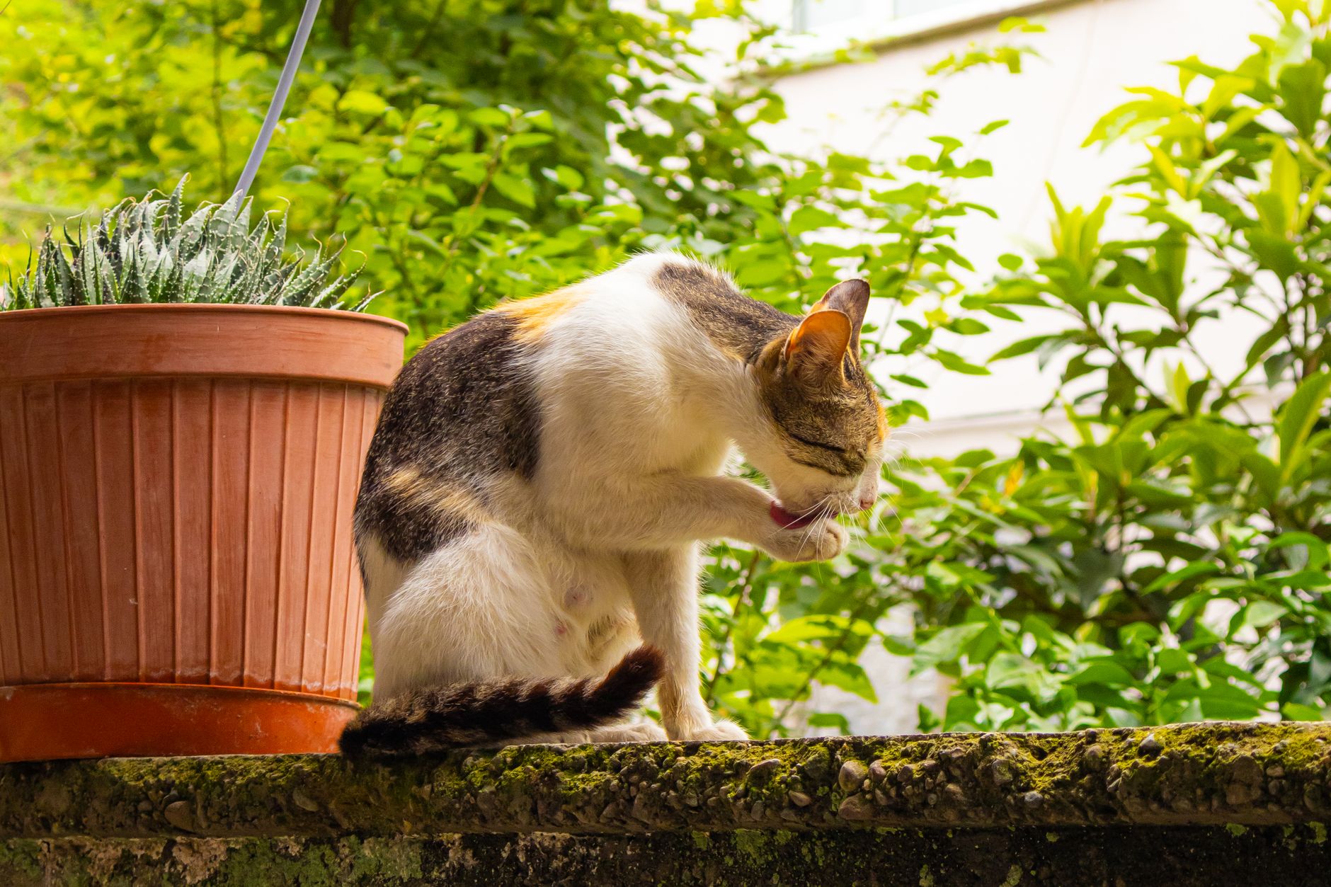 Why Cats Groom Unexpected Animals: Understanding Feline Grooming Behavior - Featured image