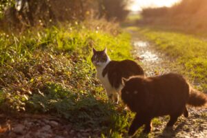 Why Cats Walk on Kitchen Counters and How to Redirect Them Safely - Featured image