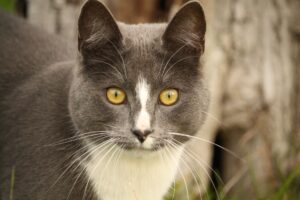 Wilbur The Cat's Mysterious Color Transformation Baffles Veterinarians And Owners - Featured image