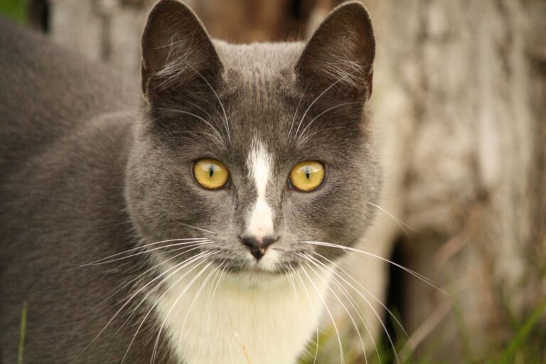 Wilbur The Cat's Mysterious Color Transformation Baffles Veterinarians And Owners - Featured image