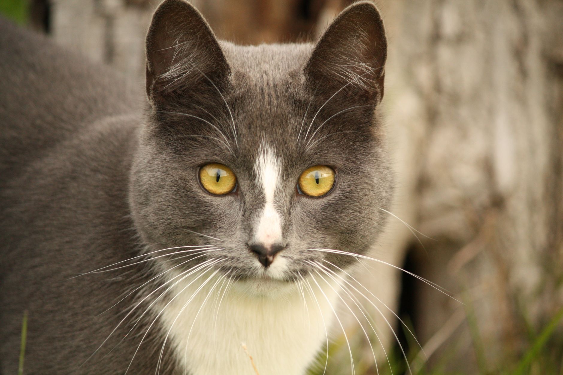 Wilbur The Cat's Mysterious Color Transformation Baffles Veterinarians And Owners - Featured image