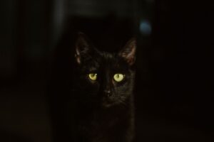 Woman faces charges after authorities discover neglected cats in unsanitary living conditions - Featured image