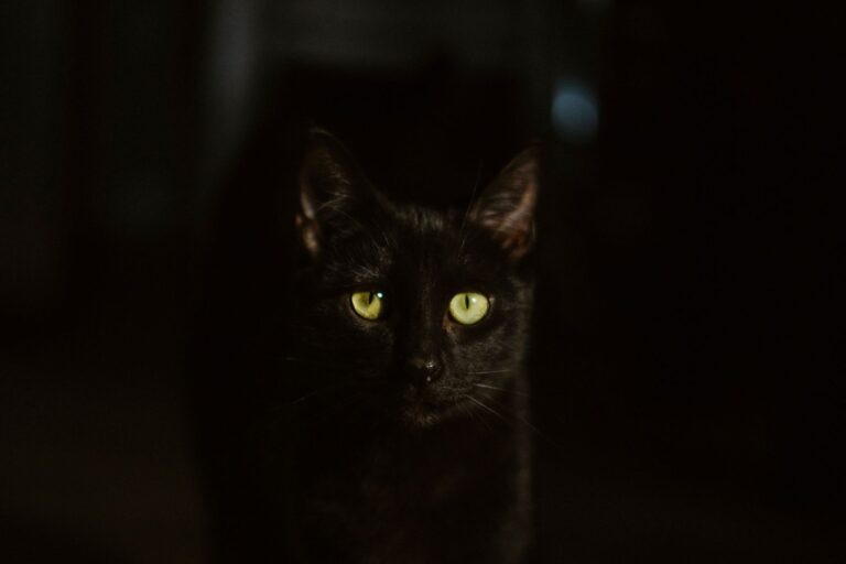 Woman faces charges after authorities discover neglected cats in unsanitary living conditions - Featured image
