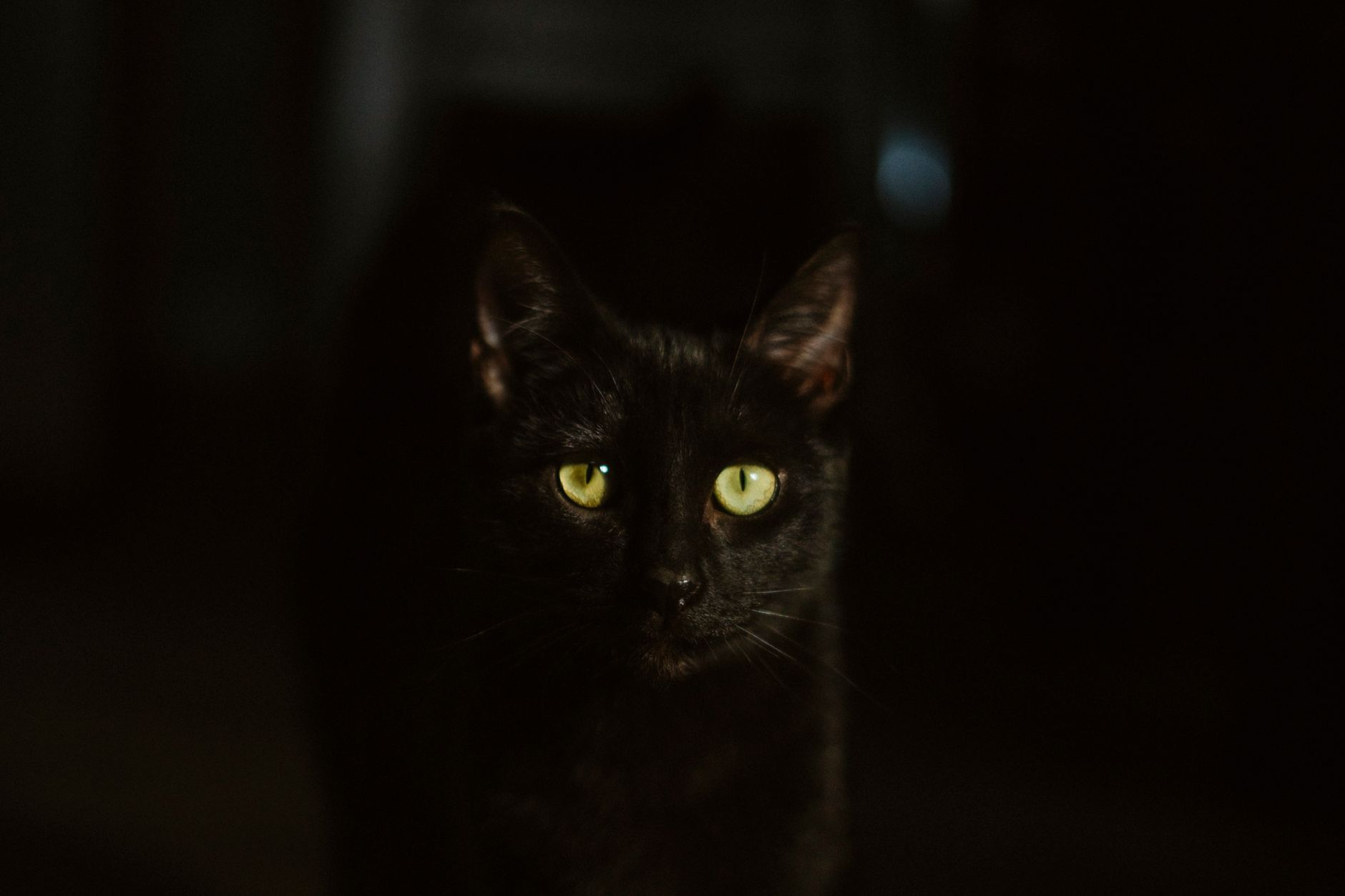Woman faces charges after authorities discover neglected cats in unsanitary living conditions - Featured image