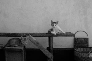 Wooden feline perches and wall mounted play furniture sale at Chewy - Featured image