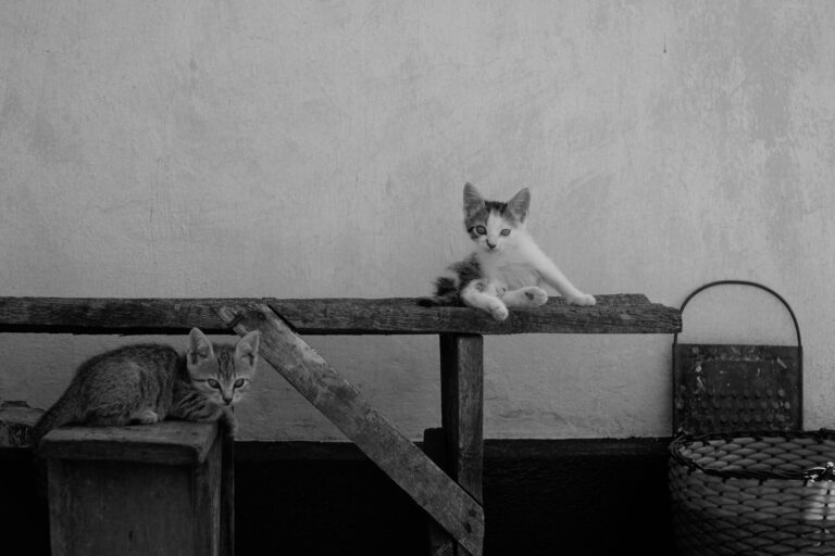 Wooden feline perches and wall mounted play furniture sale at Chewy - Featured image