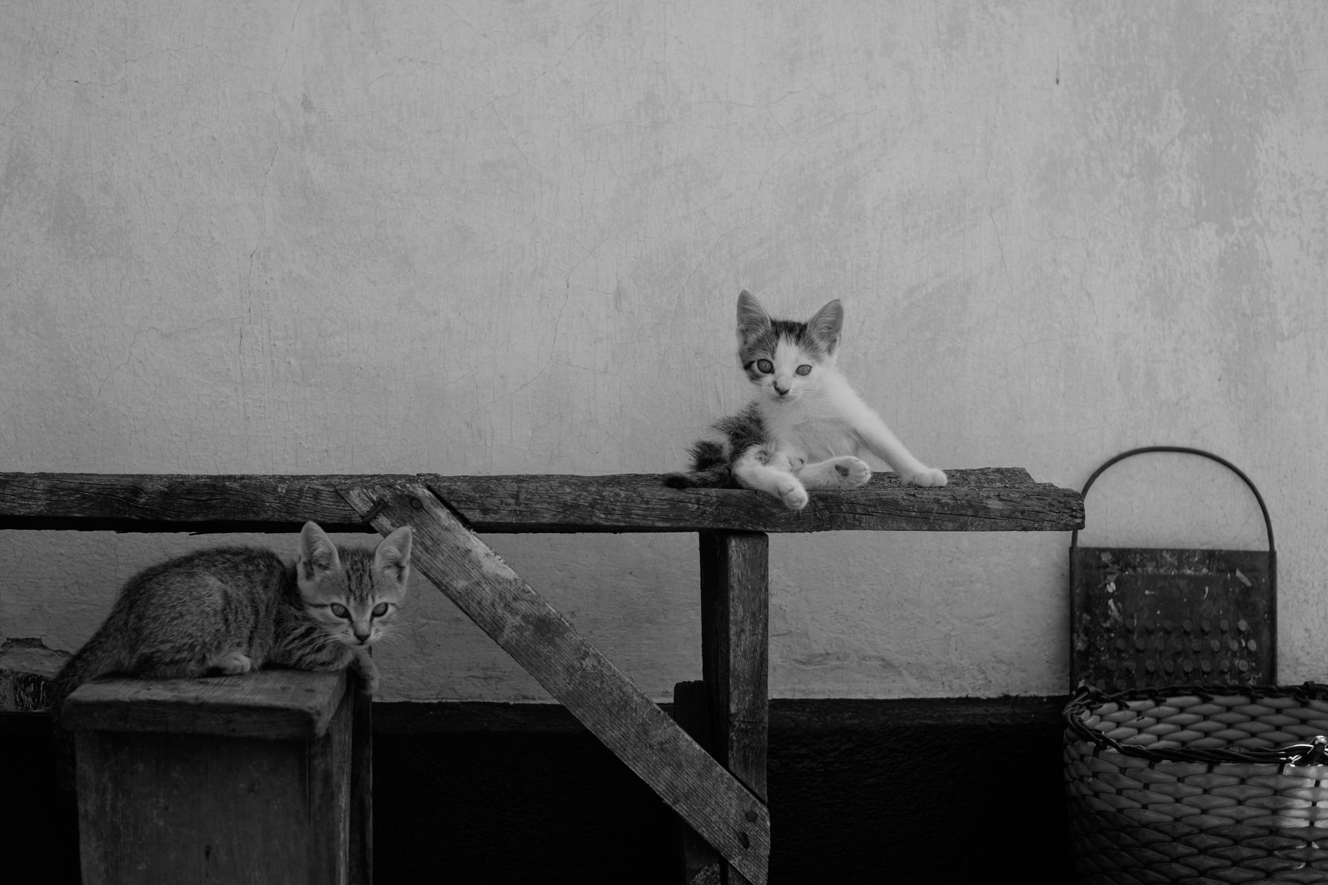 Wooden feline perches and wall mounted play furniture sale at Chewy - Featured image