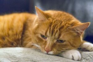 5 Adorable Iowa Cats Competing for the Cutest Title This Year - Featured image