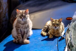 89 Abandoned Cats Overwhelm Feline Colony Program in Reus, Spain - Featured image