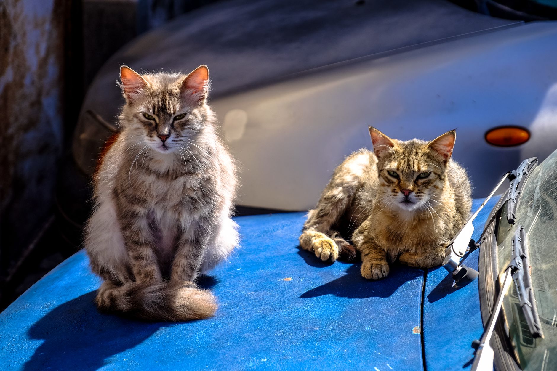 89 Abandoned Cats Overwhelm Feline Colony Program in Reus, Spain - Featured image