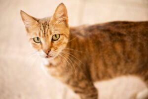 Adopt a serene tuxedo-colored rescue cat in Taunton Massachusetts area - Featured image