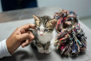 Adopt Sarasota Pets: Dogs, Cats, Kittens Awaiting New Homes Today - Featured image