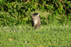 Animal Control Locates Dangerous Cat After Attacking Local Resident - Featured image