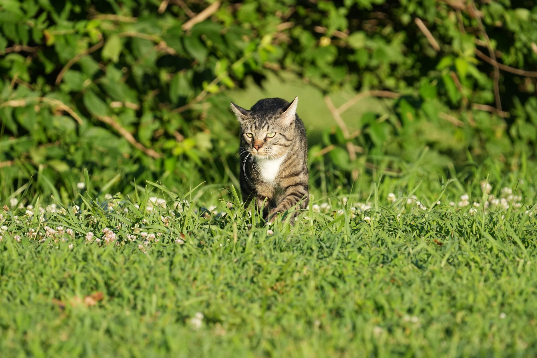 Animal Control Locates Dangerous Cat After Attacking Local Resident - Featured image