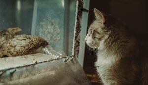Bird Flu in Cats Mistakes: Common Cat Care Problems to Avoid - Featured image
