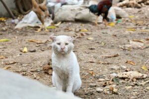 Bird Flu Transmission Risk from Domestic Cats to Humans: What Health Experts Warn - Featured image