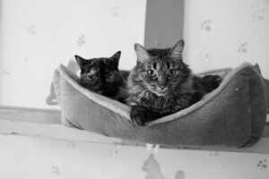 Bizarre Beltsville Bank Robbery: Suspect Carries Stolen Kitten During Heist Attempt - Featured image