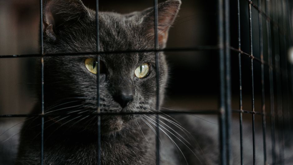 Adopting a Shelter Cat: The First Thirty Days