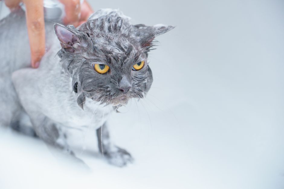 Brushing, Nails and Baths: A Realistic Grooming Routine