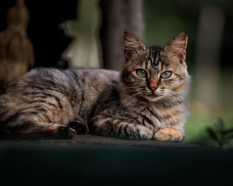 Cat Body Language: Reading the Tail, Ears and Eyes