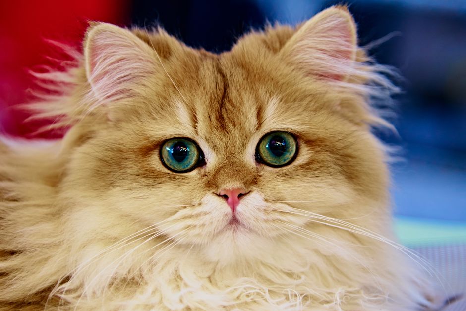 Choosing a Cat Breed: Coat, Energy Level and Household Fit