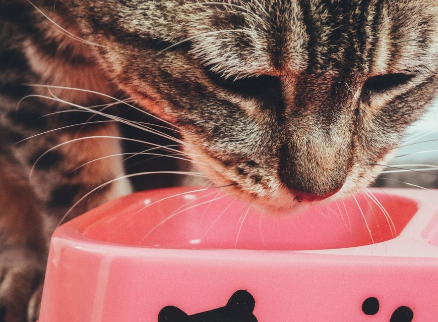 How Much Should You Feed a Cat? A Weight-Based Portion Guide