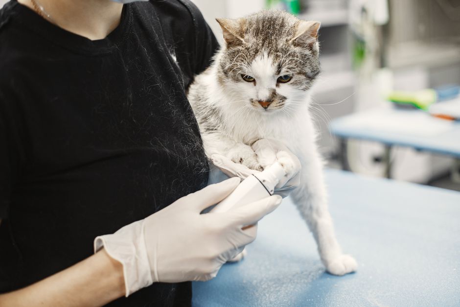 How Often Should a Cat See a Vet? A Schedule by Life Stage