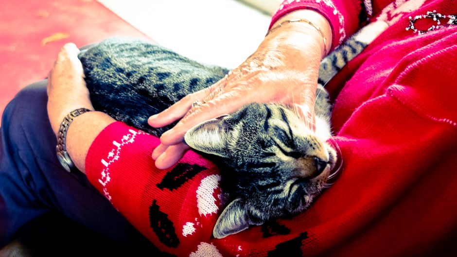Senior Cat Care: What Changes After Age Eleven