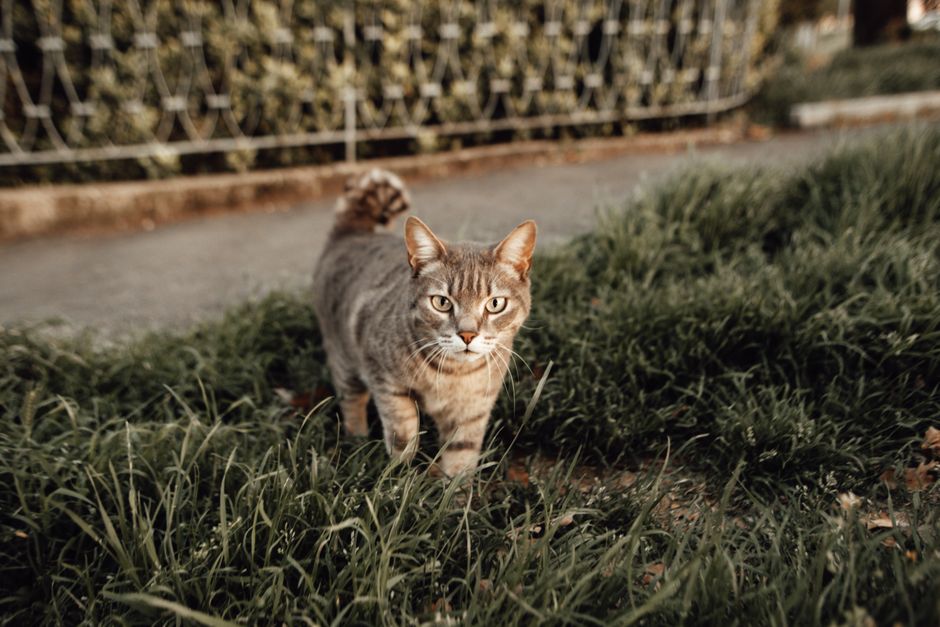 Why a Cat Stops Using the Litter Box: Working Through the Causes