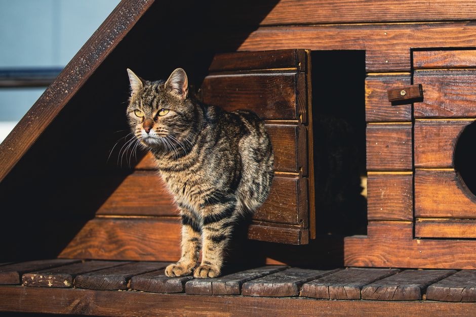 Why Cats Shed and When Shedding Signals a Problem