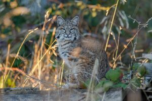 Bobcat Kitten Gets Preventive Shots as Part of Sanctuary Care Program - Featured image
