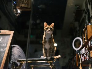 Brand New Free Mini-Golf Video Game Releases Today: Uncanny Cat Golf - Featured image