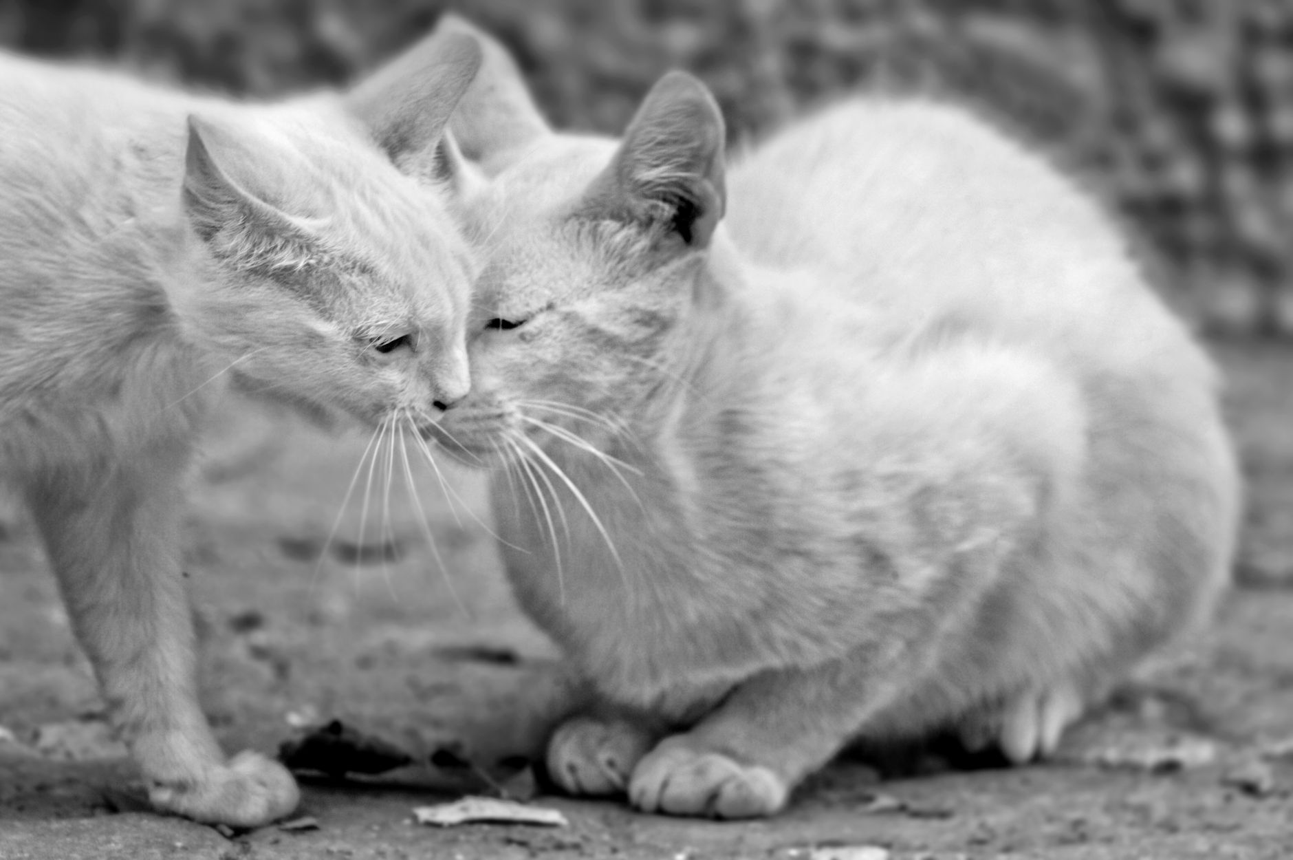 Building Trust with Rescued Cats: Expert Veterinary Strategies for Anxious Shelter Adoptees - Featured image