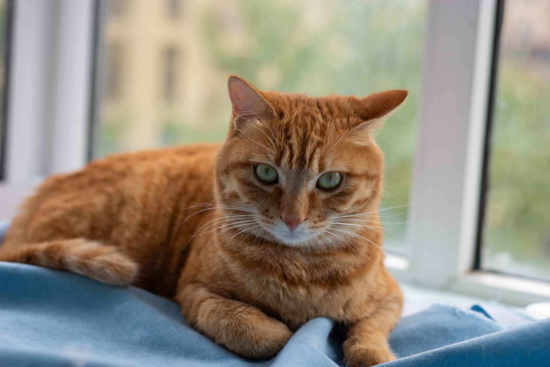 Cat Arthritis Injection Comparison Guide: Benefits, Risks, and Cost - Featured image
