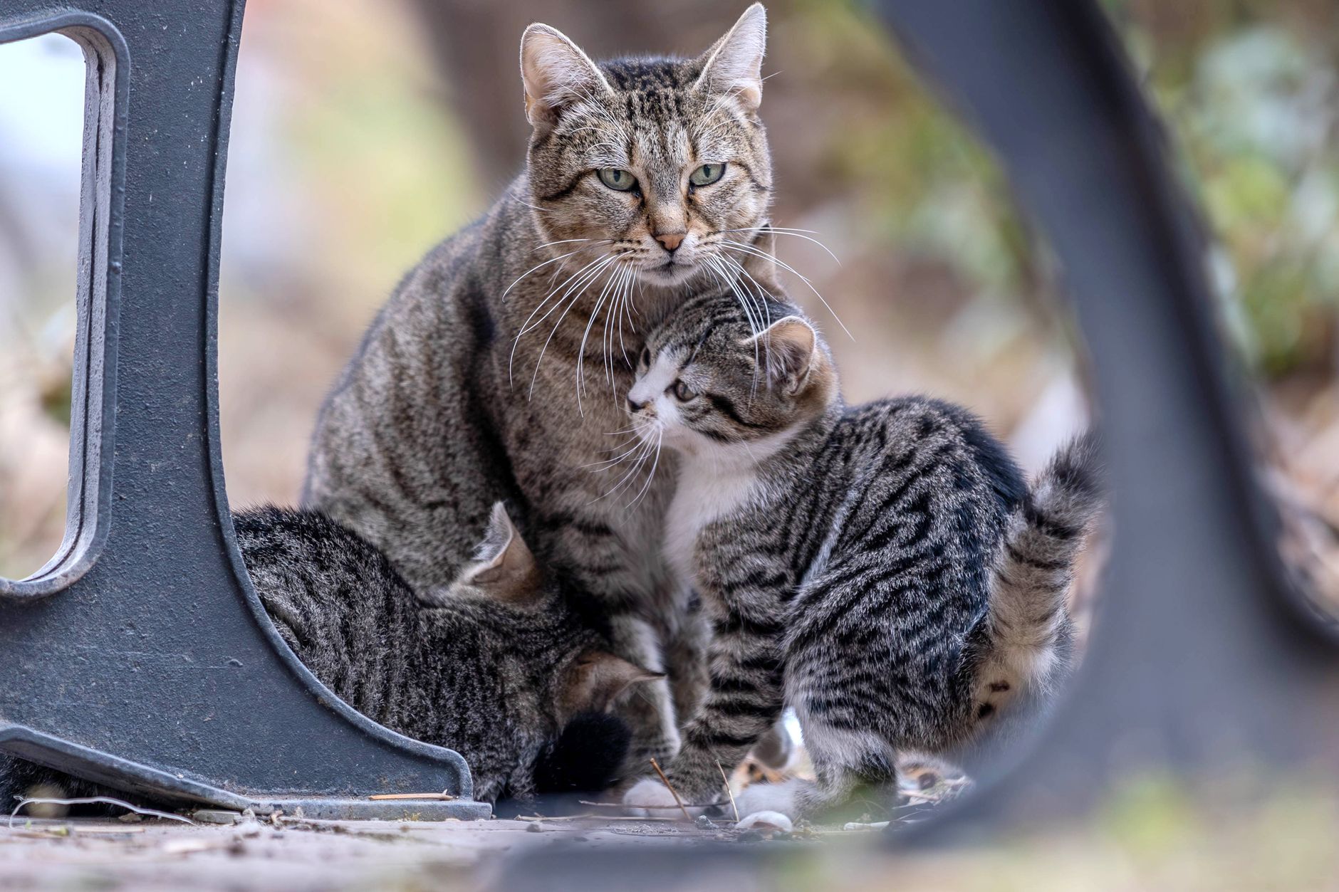 Cat Behavior Comparison Guide: Benefits, Risks, and Cost - Featured image