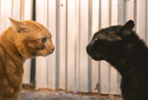 Cat Behavior Problems at Home: Setup, Cleaning, and Stress Reduction - Featured image