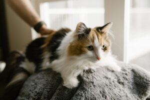 Cat Care Guide 2026: Health, Nutrition, Grooming, and Safety - Featured image