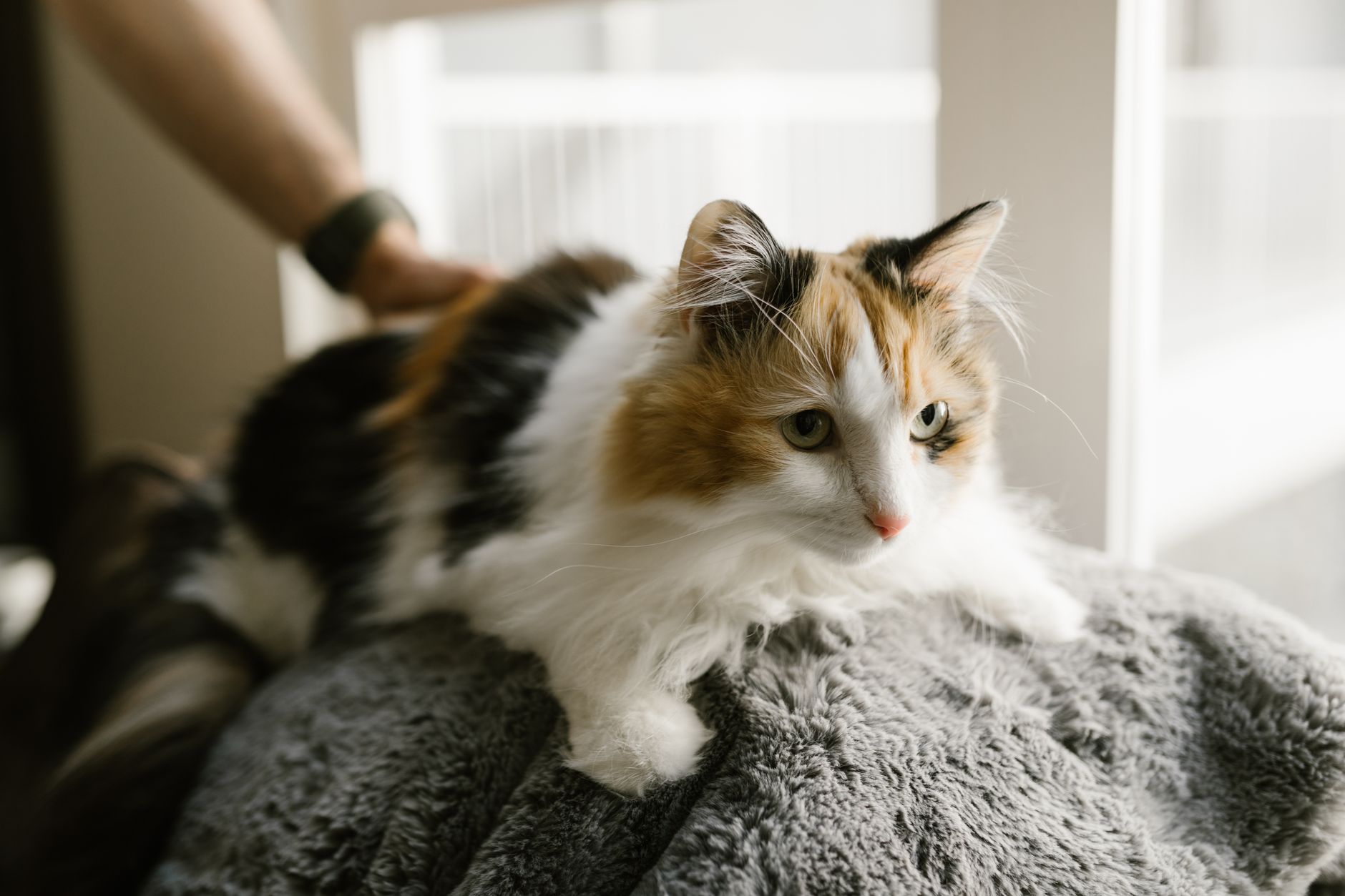 Cat Care Guide 2026: Health, Nutrition, Grooming, and Safety - Featured image