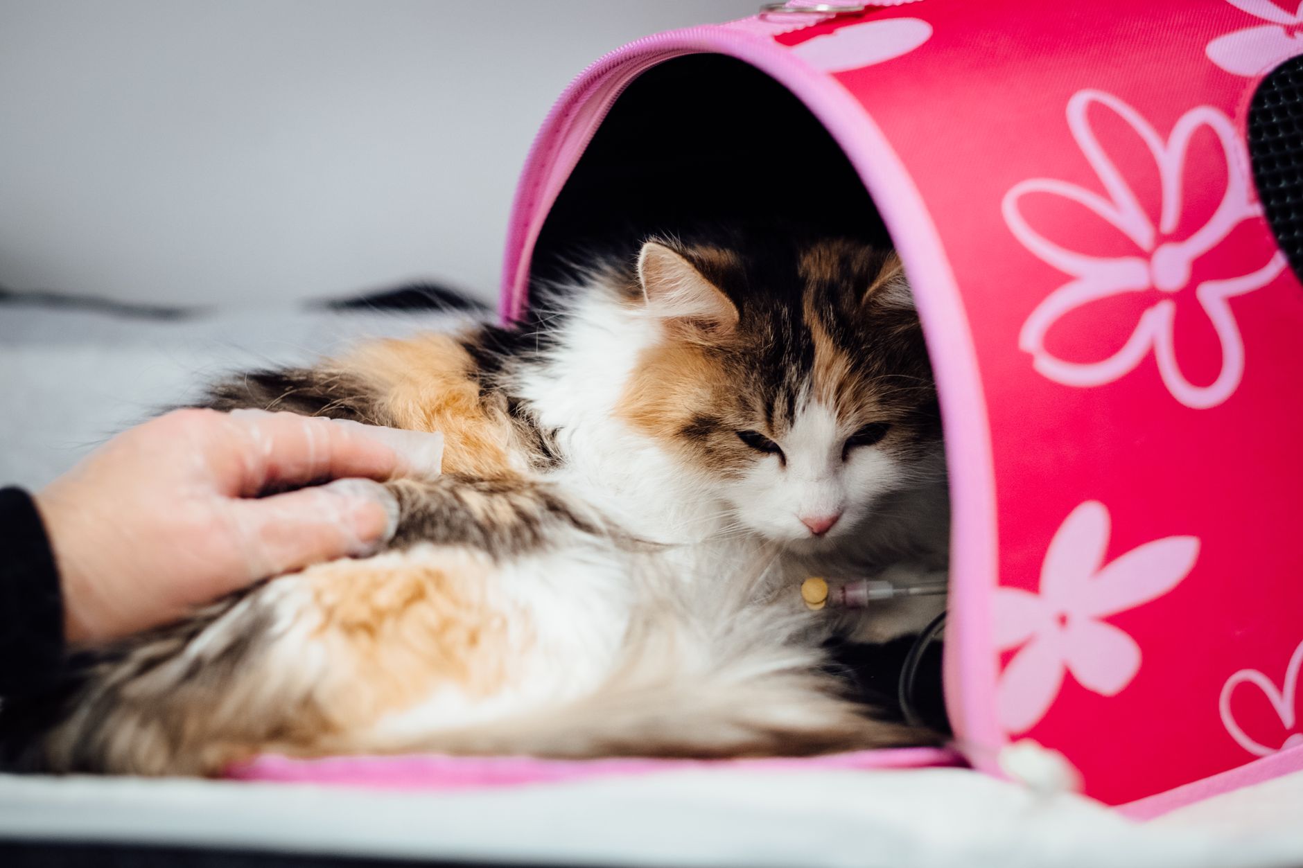 Cat Carriers August 2026 Update: What Changed, Why It Matters, and What to Watch Next - Featured image