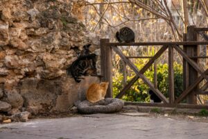 Cat Climbing August 2026 Update: What Changed, Why It Matters, and What to Watch Next - Featured image