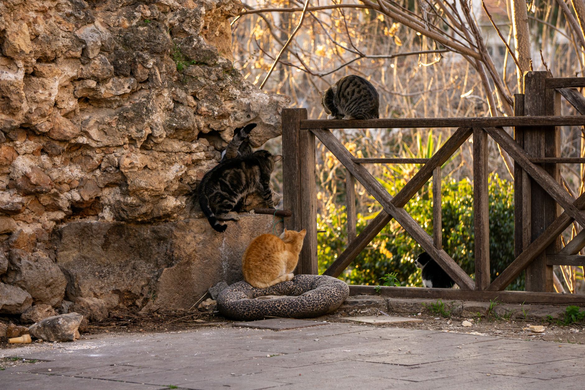 Cat Climbing August 2026 Update: What Changed, Why It Matters, and What to Watch Next - Featured image