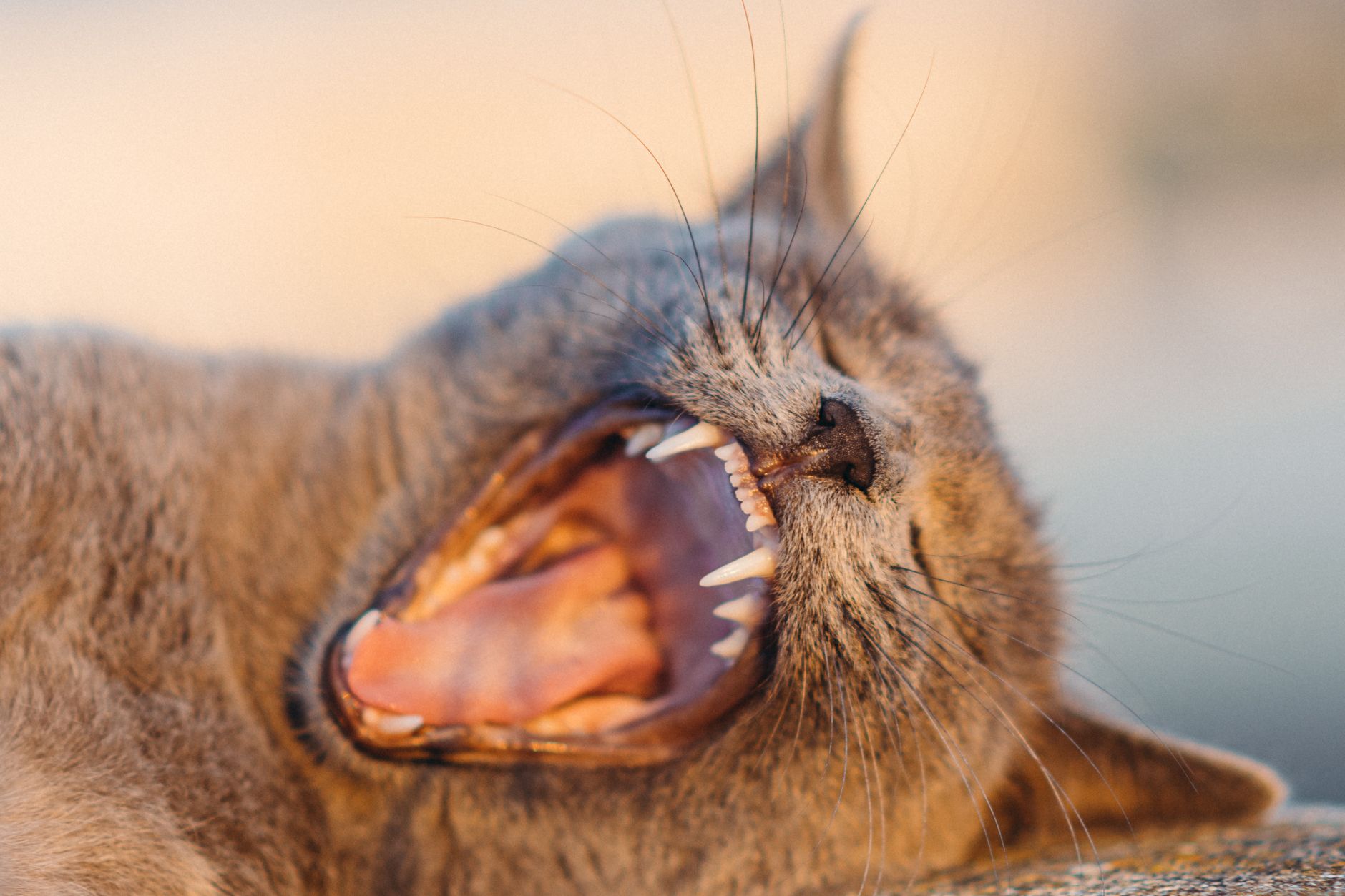 Cat Dental Health Checklist: Symptoms, Supplies, and Vet Questions - Featured image