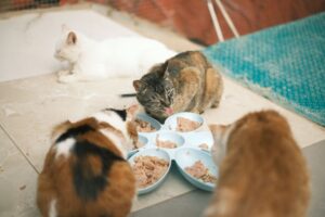 Cat Food Recall 2026 for Senior Cats: Comfort, Monitoring, and Care - Featured image