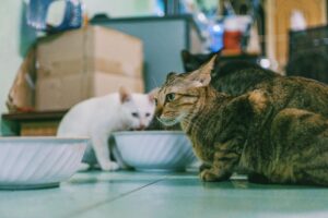 Cat Food Review Update 2026: Products, Evidence, and Safety - Featured image
