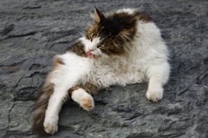 Cat Grooming Behaviors Explained: Dominance and Aggression Signals Decoded - Featured image