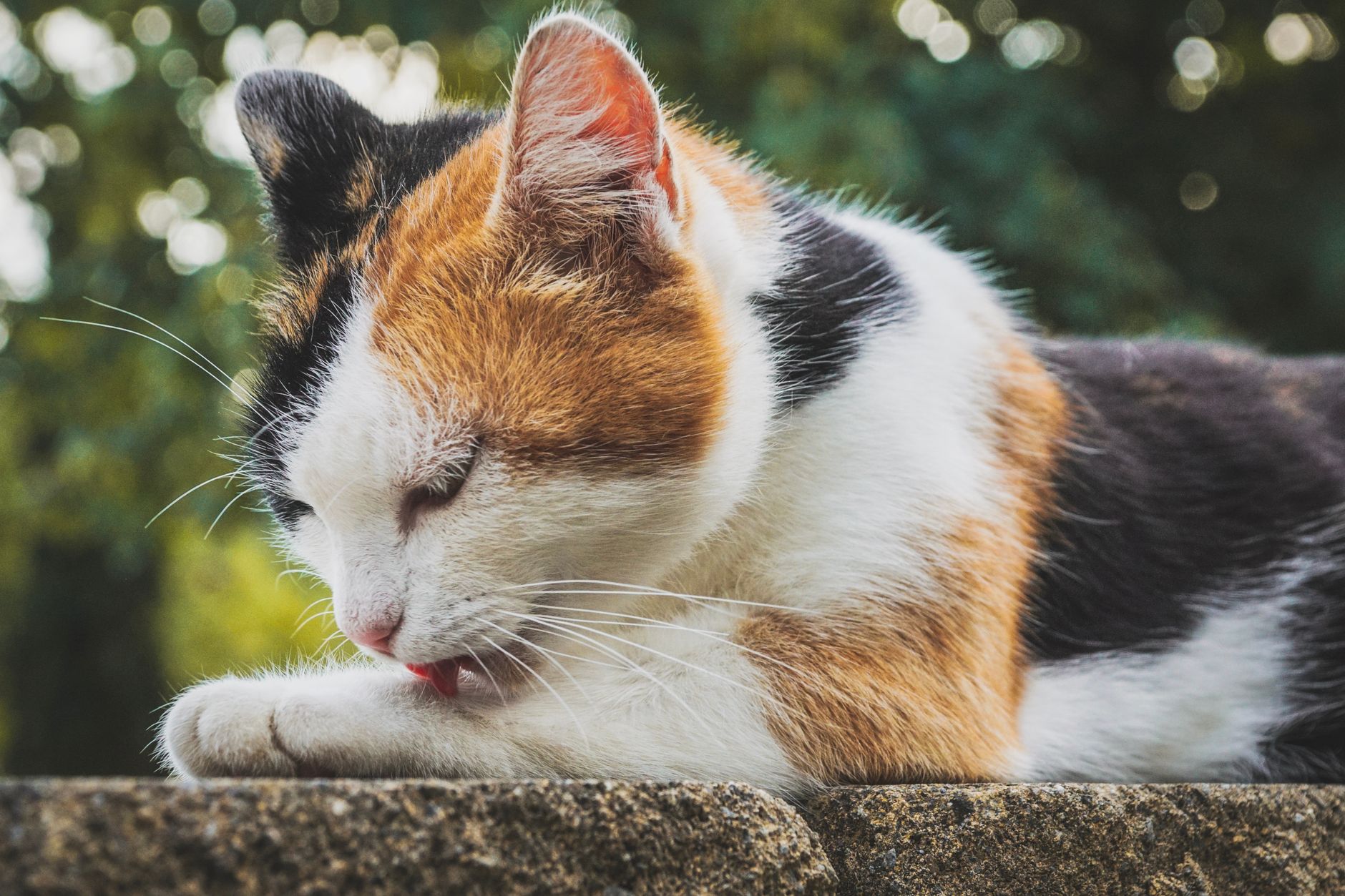 Cat Guide: Health, Behavior, and Daily Care - Featured image